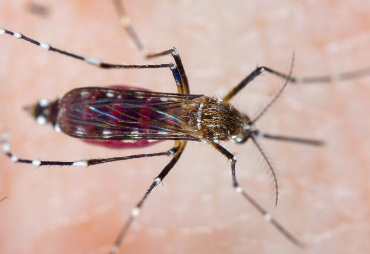 <i>Aedes aegypti</i> Mosquito