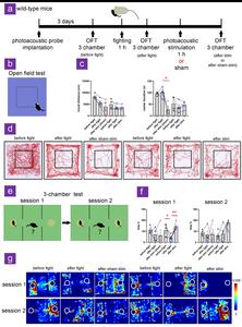 Photoacoustic stimulation of neurons in mPFC alleviates SDS-induced anxiety and social dysfunction.