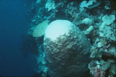 Coral Bleaching