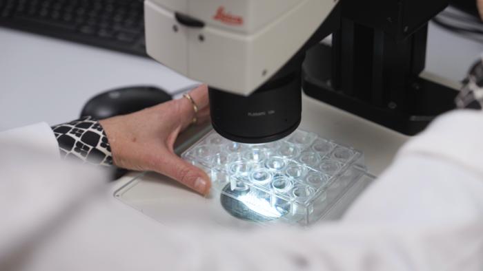 Professor Megan Maher, University of Melbourne, looking at proteins under the microscope