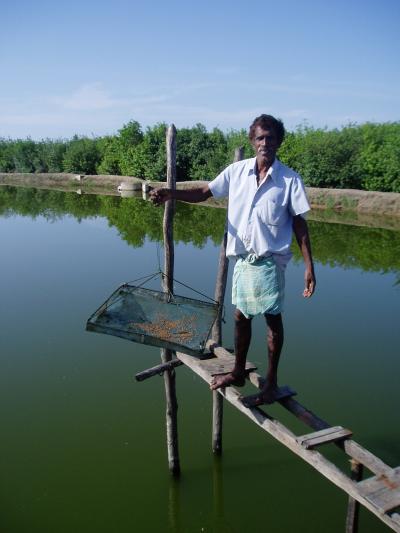 Shrimp Cultivator