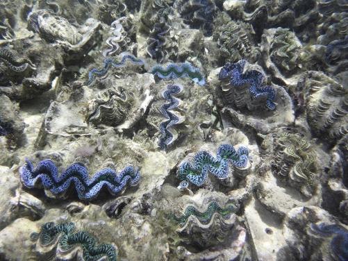 Giant Clam Tridacna Maxima