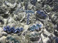 Giant Clam Tridacna Maxima