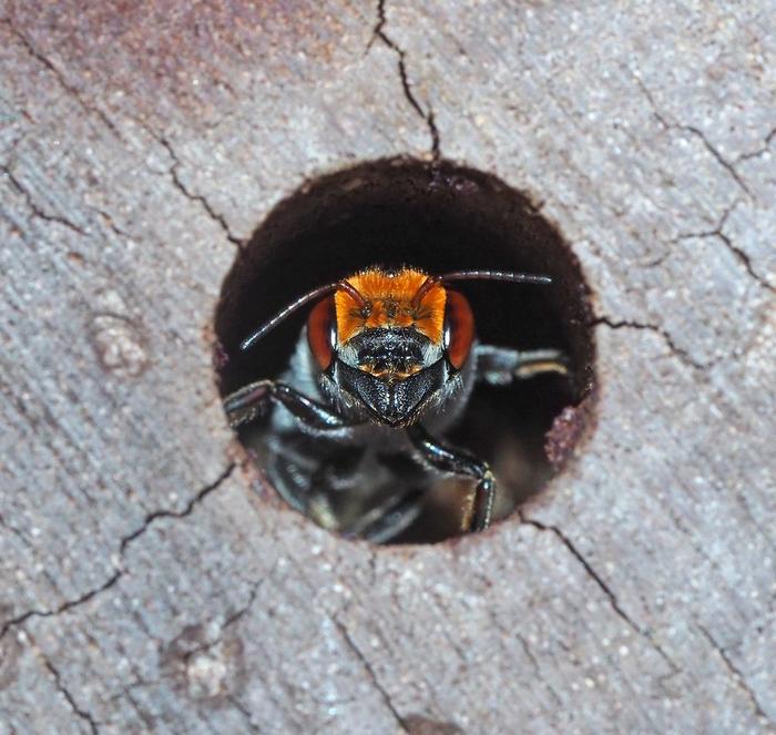 A bee (Megachile speluncarum) rests in a bee hotel
