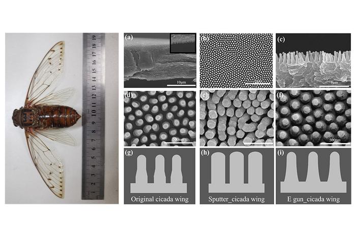 The nanostructures of an empress cicada wing before and after being coated with silver nanoparticles.
