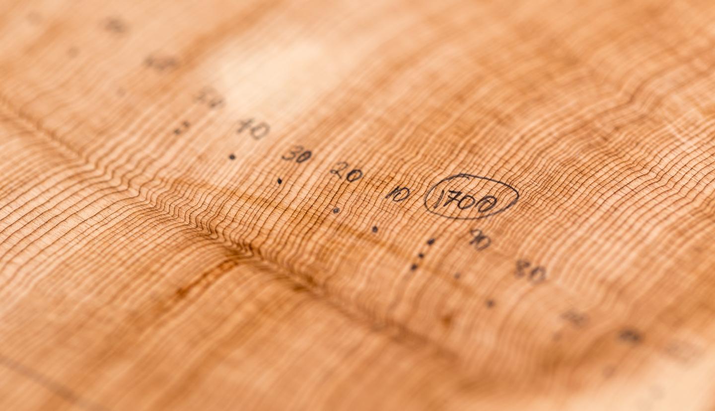 Tree Ring Close Up