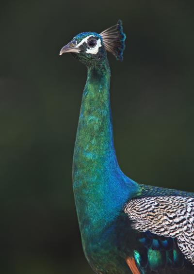 <i>Pavo cristatus</i> (Indian Peafowl)