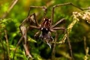 Male Spider with Gift