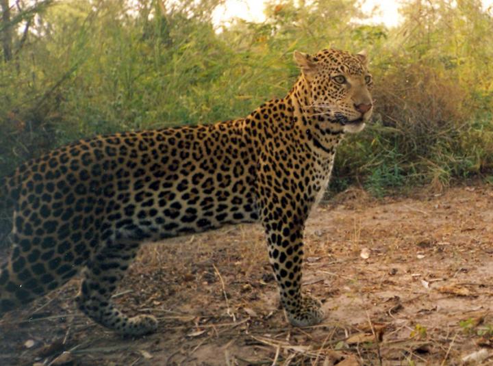 Leopard