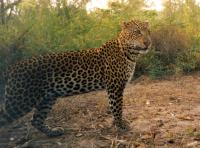Leopard