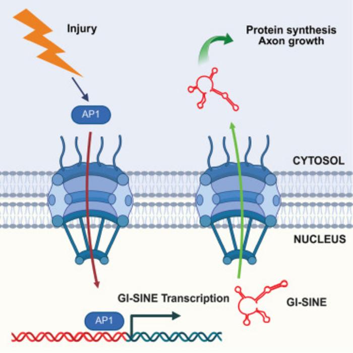 Mechanism_of_nerve_injury_repair