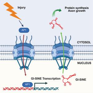 Mechanism_of_nerve_injury_repair