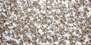Western Sandpipers in flight over Roberts Bank