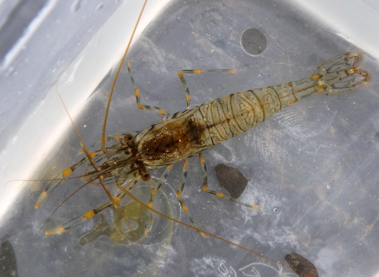 Rockpool Prawn (1 of 2)