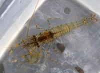 Rockpool Prawn (1 of 2)