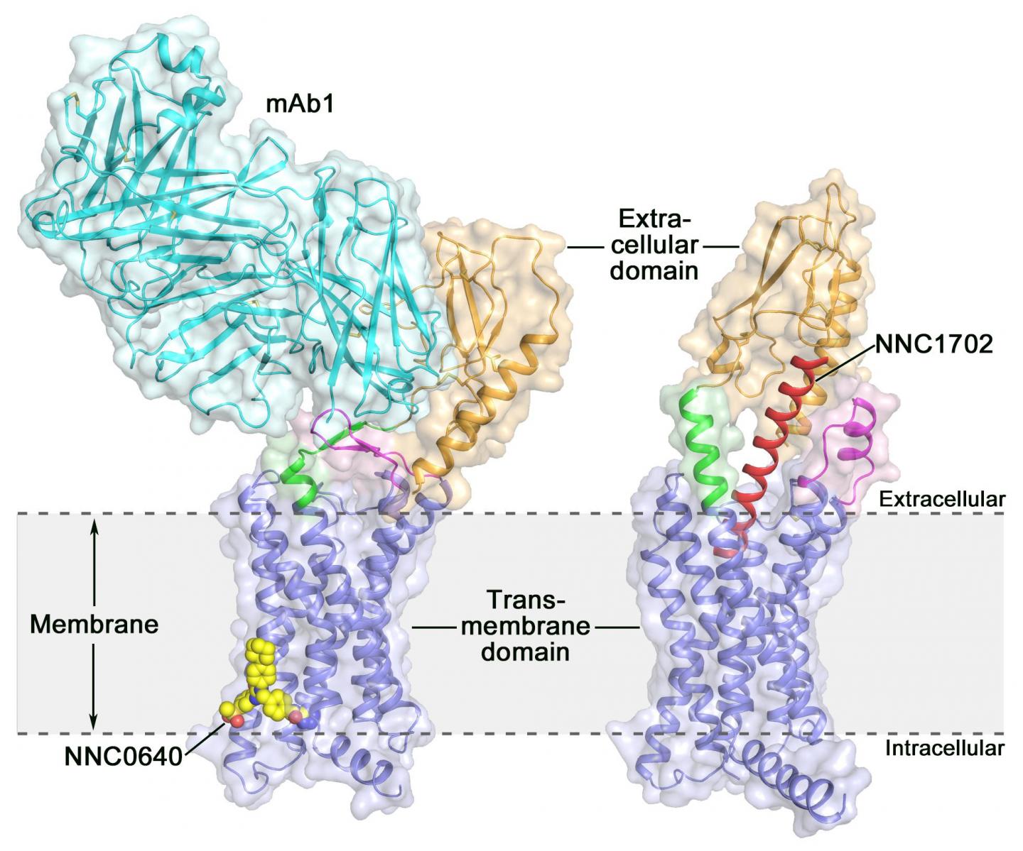 The Crystal Structure of the Full-Length Human Glucagon Receptor (GCGR)