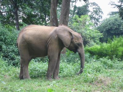 Young Male African Elephant