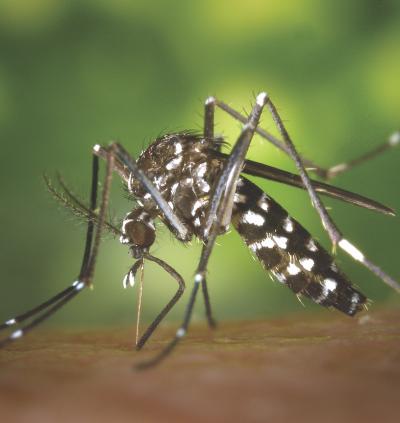 Tiger mosquito