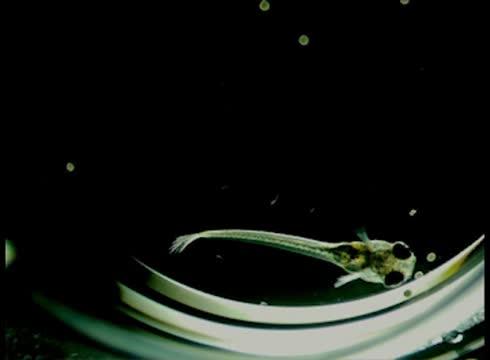 Venom in Action