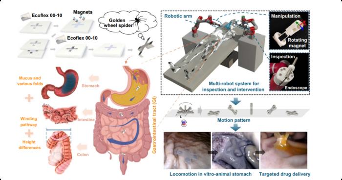 Schematic illustration of the bio-inspired magnetic soft robots (BMSRs) and their applications in the biomedical field