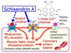 Inhibitory potential of Schisandrin A on coronary contraction