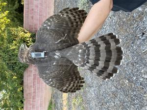 Young Hawk Sporting Transmitter Backpack