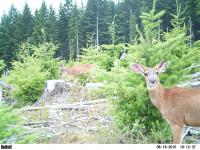 Browsing Blacktail Bucks