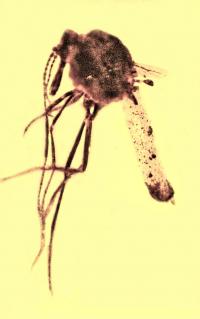 Biting Midge