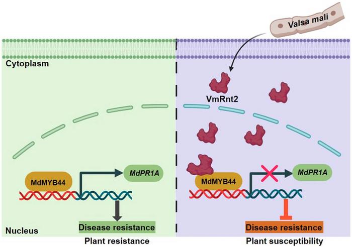 Proposed model demonstrating the role of VmRnt2 in regulating plant immunity.