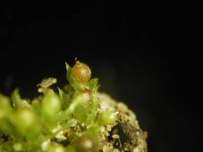 Moss is a Super Model for Feeding the Hungry (1 of 2)