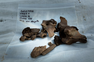 Crocodile and hippo bones