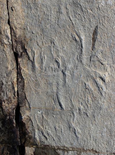 <i>H. quadriformis</I> (2 of 2)