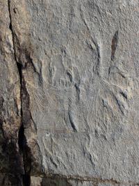 <i>H. quadriformis</I> (2 of 2)
