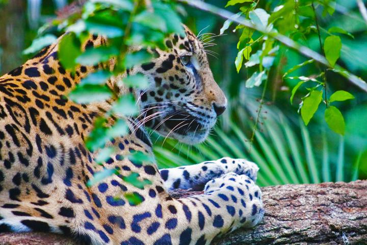 Jaguar