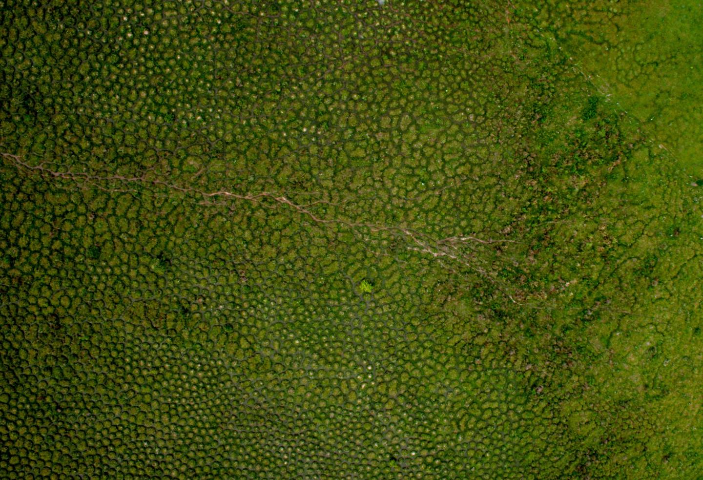 Earthworms Build Huge Mounds Dotting Tropical Wetlands in South America