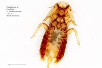 Bird Louse