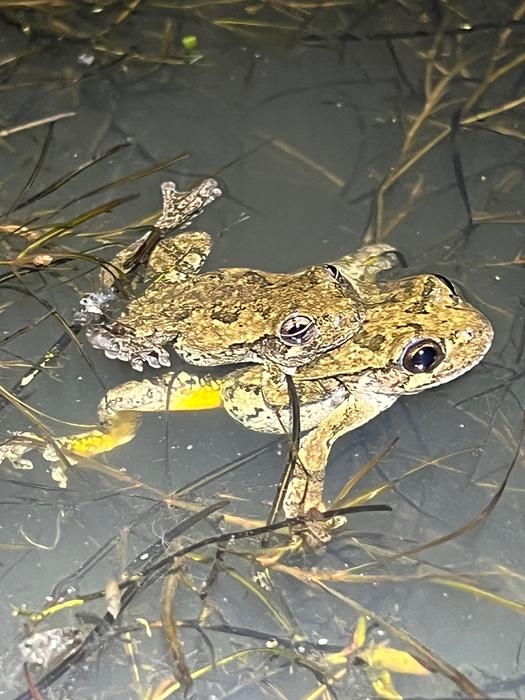 Cope’s gray treefrogs in amplexus 1
