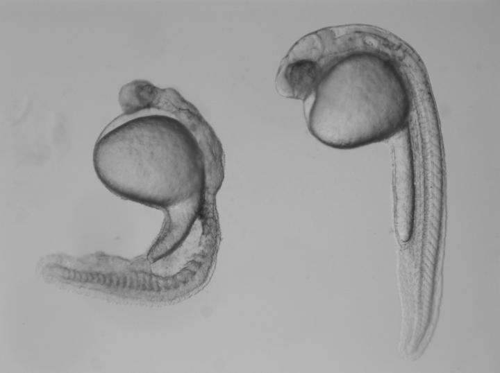 Genes from Mom Prevent Defect