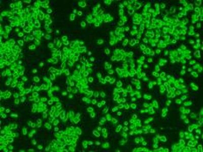 MES23.5 Cells