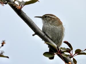More than a decade of observation in Seattle suburbs shows where sensitive bird species won’t go