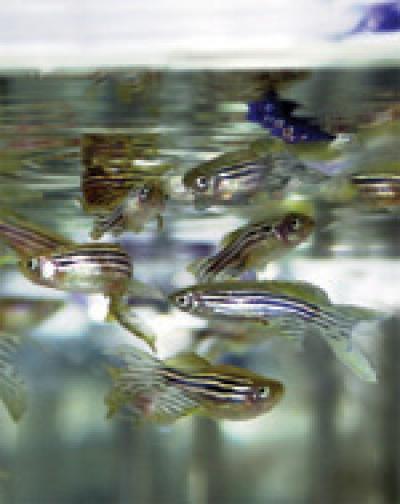 Unraveling the Mechanisms behind Organ Regeneration in Zebrafish (1 of 2)