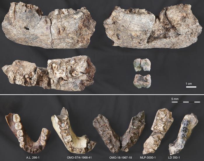 Newly discovered fossil alongside other hominin mandible specimens