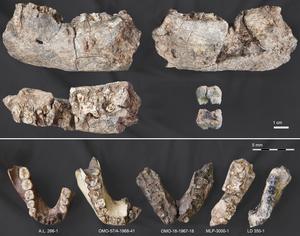 Newly discovered fossil alongside other hominin mandible specimens