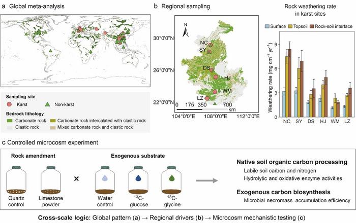 Tracing soil microbial-derived carbon from global patterns to laboratory experiments