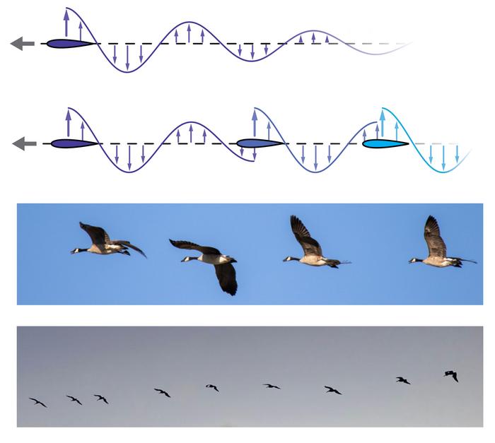 Bird and fish flows