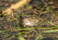 Common Frog