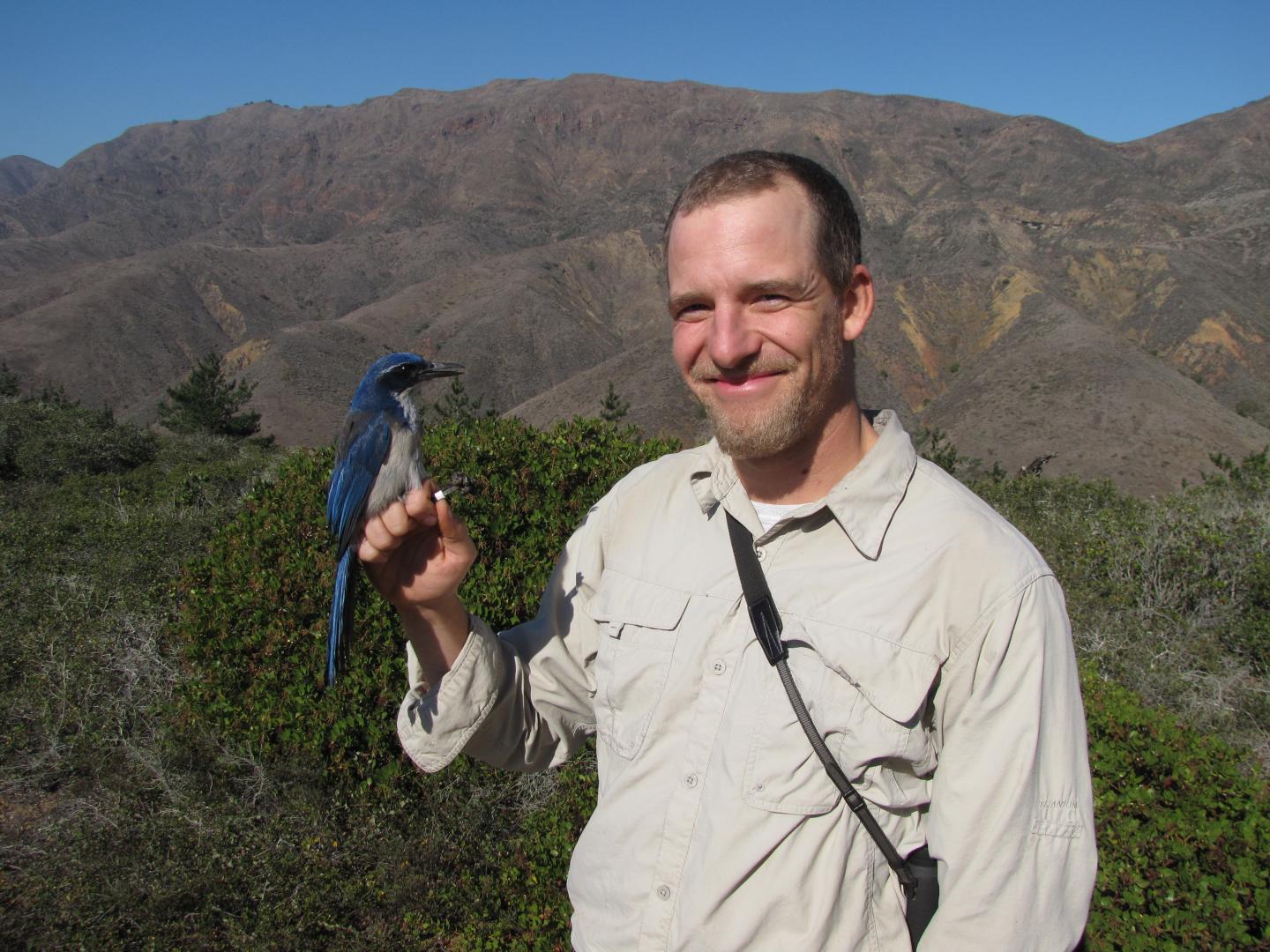 Researcher with Island Scrub-jays