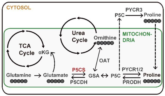 P5CS-Coupled Proline Metabolism Is Disrupted during MASLD Progression
