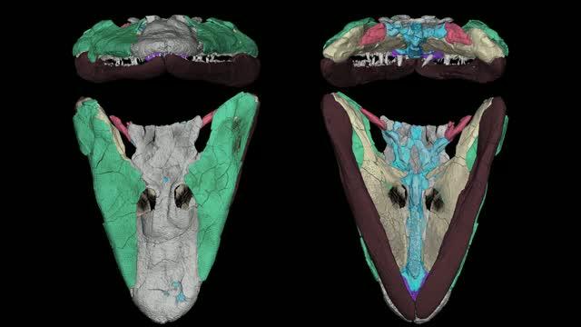 Cranial kinesis animation