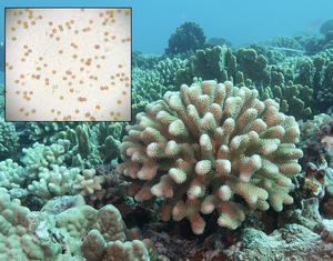 CORAL 2